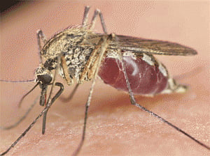 How malaria parasite resists key trial drug