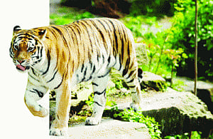 Kanha overcrowded: Big cats stroll over to C'garh