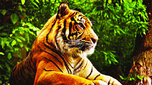 Two per week, they fall prey to poachers