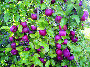 Apple, potato crops rotting in Bhagirathi