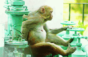 Monkey menace dogs  AIIMS, hits operations