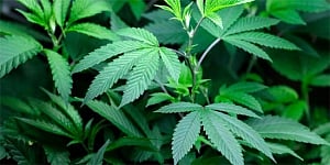 Regular marijuana use bad for teens' brains