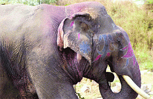 Incredible Delhi! 6 elephants simply disappear