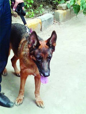 Sniffing out evidence