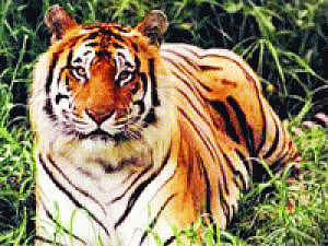 Red tape boosts TN man-animal conflict