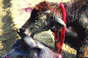 Gadhimai Festival: Harvest of blood