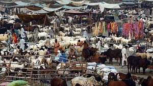 Hyderabad Police warns against cow slaughter on Bakrid
