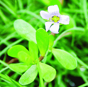 Ayurveda, a ray of hope for Alzheimer's disease