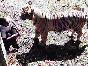 Irritated by wild onlookers, tiger mauls man in zoo
