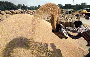 Asia's biggest paddy procurement begins in Punjab, Haryana