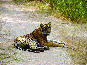 David Attenborough comes to Corbett tigers' rescue