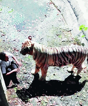 White tiger wakes up CZA from slumber