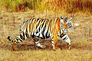 New home for Big Cats in Chhattisgarh
