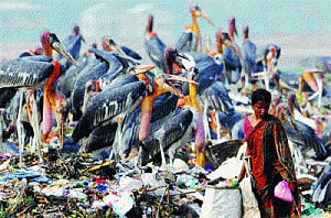Adjutant Stork count rising in Guwahati
