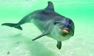 Assam NGO gets Swiss support for conservation of Gangetic Dolphins