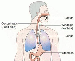 Food pipe tissue grown from stem cells