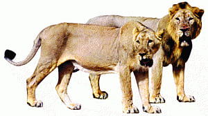 Gir 'pride' in deep water