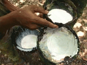 Rubber Board focuses on North East to increase production