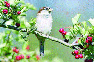 Europe's bird population falls by 421 mn in 30 yrs