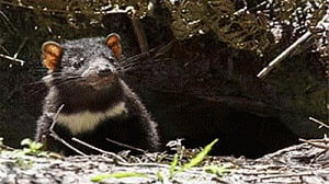 Climatic change decimates Tasmanian devil's numbers