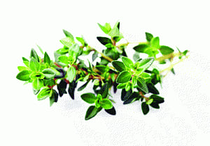 The thyme effect