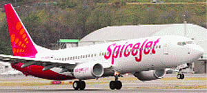 Plane hits buffalo on runway, Spicejet suspends Surat flights