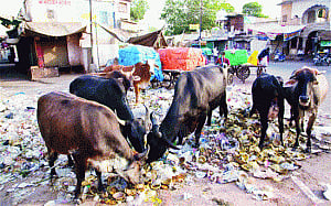 Moved by bovine woes, SC  warns States on plastic use