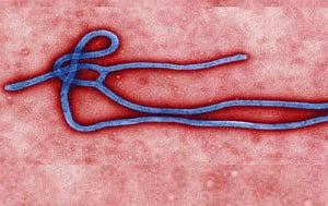No Indian in Guinea infected by Ebola virus