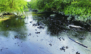 Oil spill spells doom for Sunderbans' life