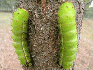 Indian scientists unearth Assam's Muga silk's wound-healing powers