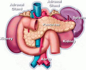 New device to precisely assemble whole organs