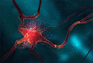 New insights into human nervous system's evolution