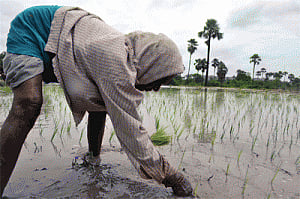 Debt waivers have not benefited farmers: RBI chief