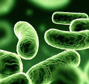 'Gut bacteria helped humans to be resilient'