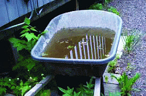 August turns scary with 778 dengue cases