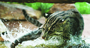 Rare fishing cat  found dead on NH-58