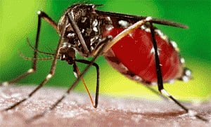 Dengue tests to cost Rs.600 in Delhi