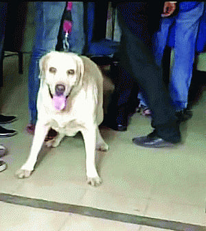 As 'Don' refuses to attack, Somnath Bharti claims innocence