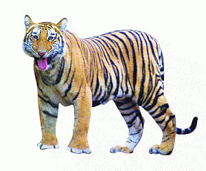 Tigers lose 41% turf in India, world's maximum