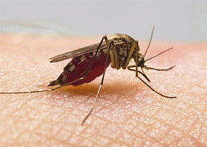 Dengue menace: CGHS open for non-beneficiaries too