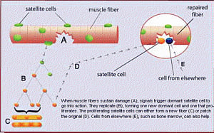 Human muscle stem cells isolated