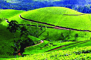 Strike paralyses Kerala plantations