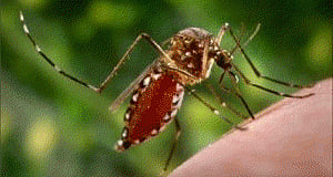 Dengue menace: Delhi health department holds meeting