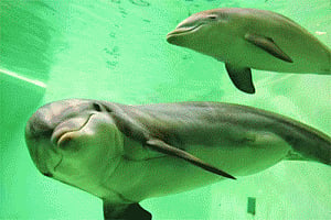 Gangetic dolphins swimming against tide