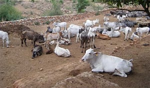 J&K high court disposes off beef ban petition