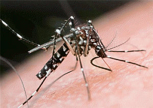 Dengue in childhood can increase early heart attack risk