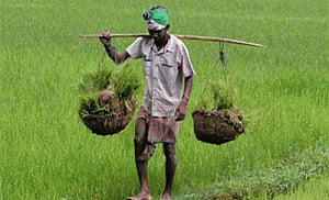 Three more farmers die in Odisha