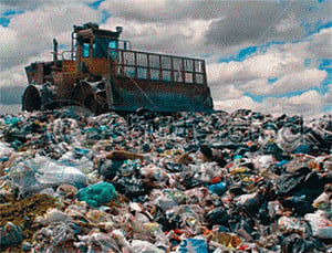 'Recycle waste, manage garbage to control street dog numbers'