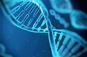 Research reveals how cells repair DNA damage