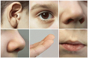 Humans only have one sense, not five: study